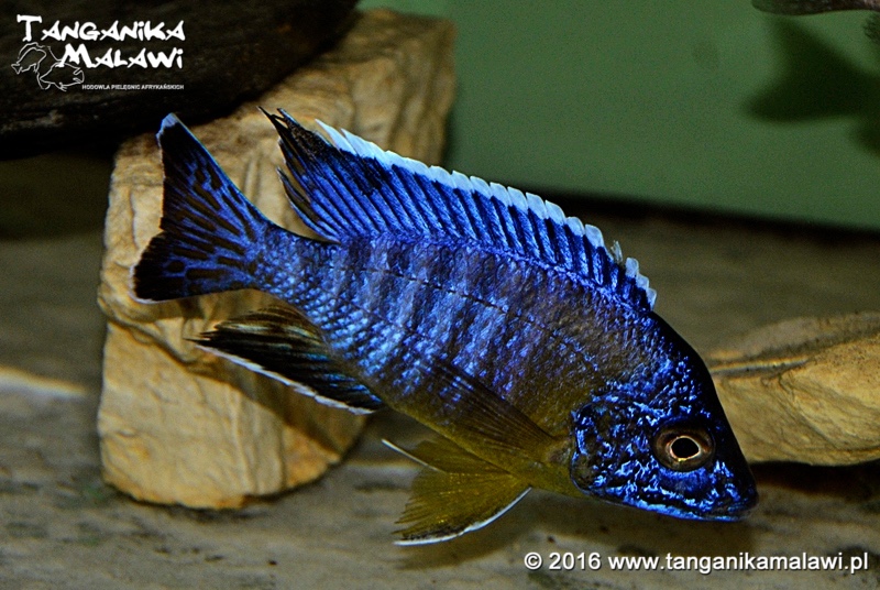 Aulonocara stuartgranti 'Gallireya Reef'